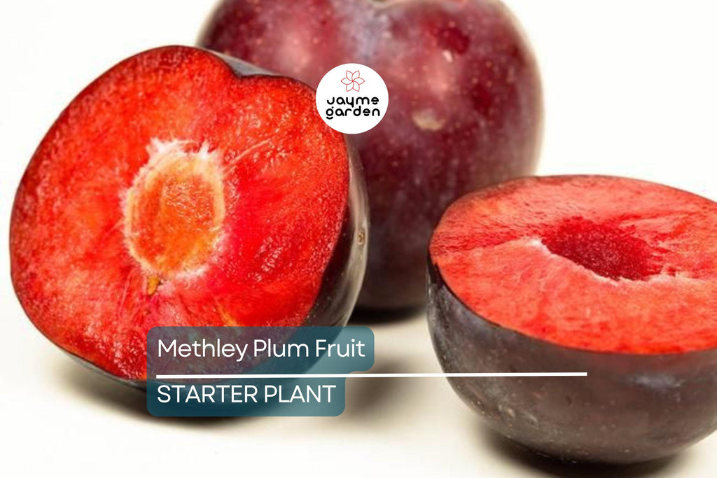 Methley Plum Fruit Tree Bare-Root Starter Plant, 3–4 ft Tall, Self-Pollinating, Early June Harvest Prunus salicina