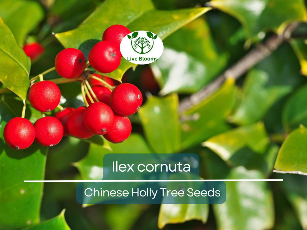 500 mg Seeds Ilex Cornuta – Chinese Holly for Planting | Evergreen Shrub for Privacy, Hedges, and Wildlife-Friendly Landscaping