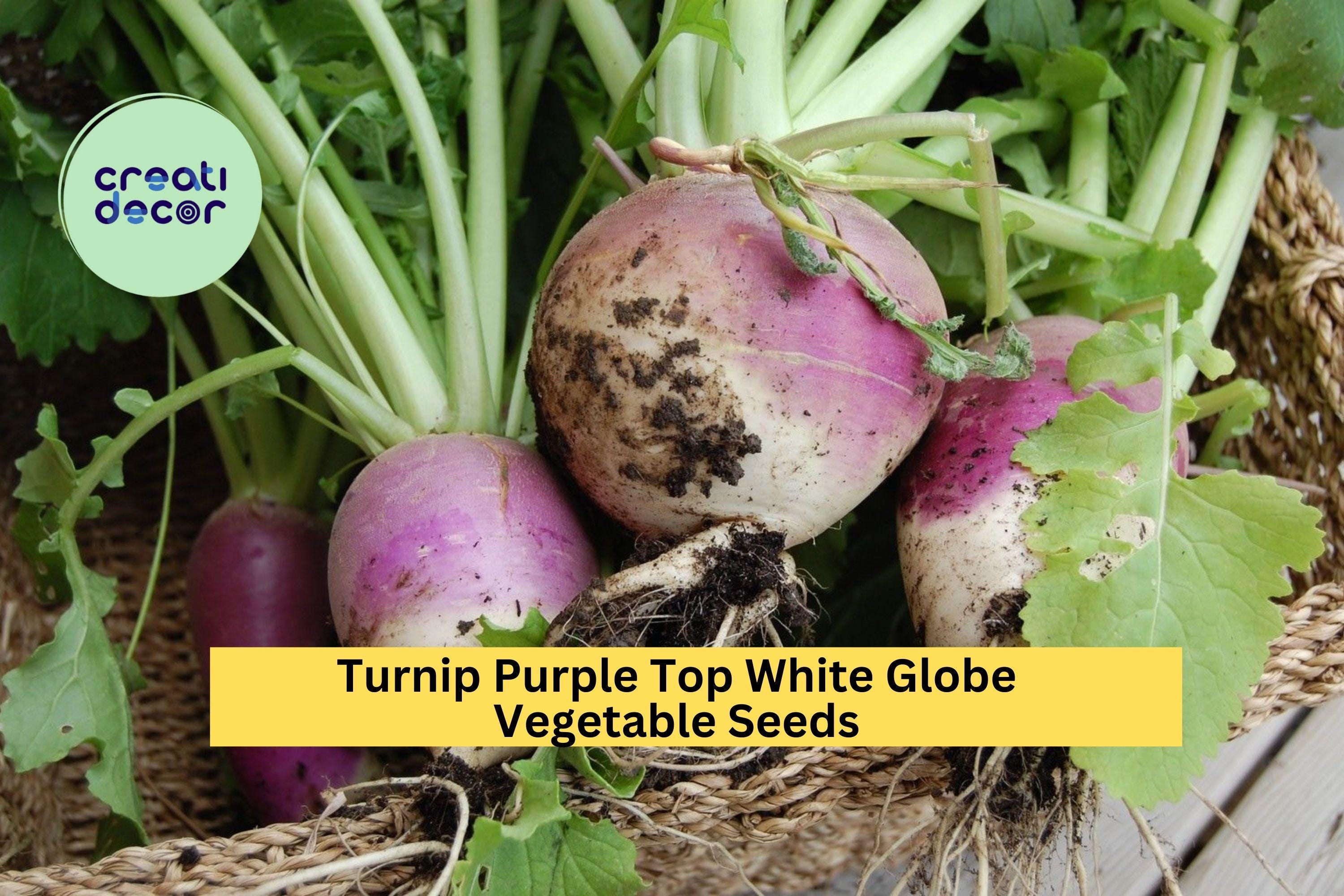 3pcs of 1g Turnip Purple Top White Globe Seeds – Classic Root Vegetable for Fall Gardens, Crisp Flesh, Sweet Flavor Seeds for Planting