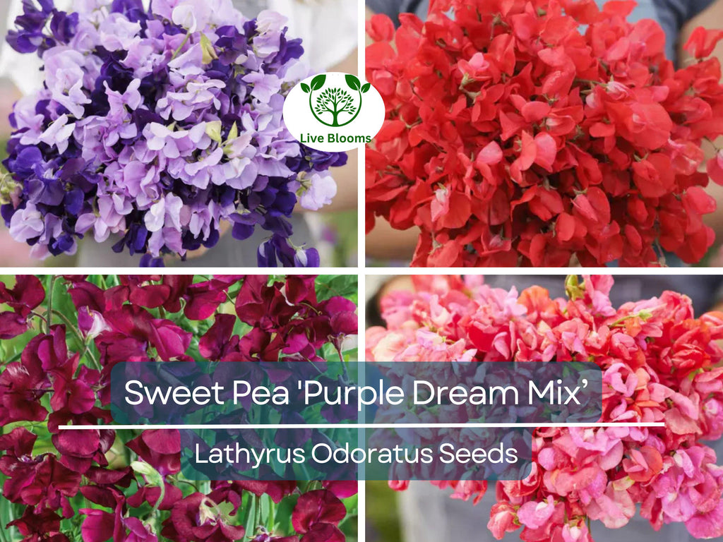 15 Seeds Sweet Pea 'Purple Dream Mix' Fragrant Climbing Vine Flowers Non-GMO - Lathyrus Odoratus, Beautiful Garden Plants, Easy to Grow