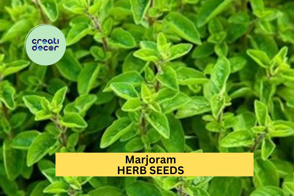 3pcs of 100mg Marjoram Seeds – Sweet Aromatic Herb for Culinary Use, Container Gardening, and Home Herb Gardens Seeds for Planting