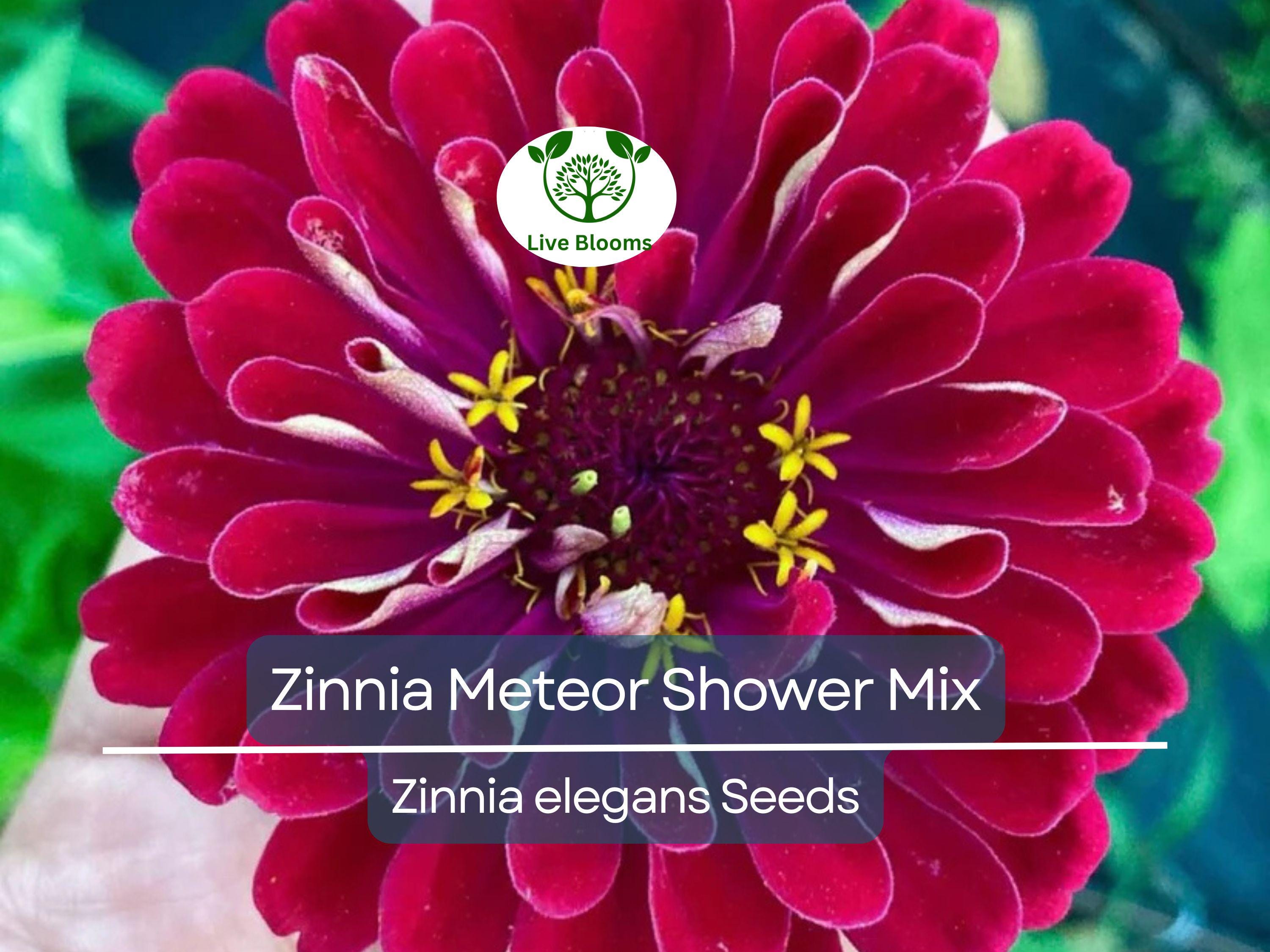 100 Seeds Zinnia Meteor Shower Mixed Colors 5" Flowers Non-GMO (Zinnia elegans)