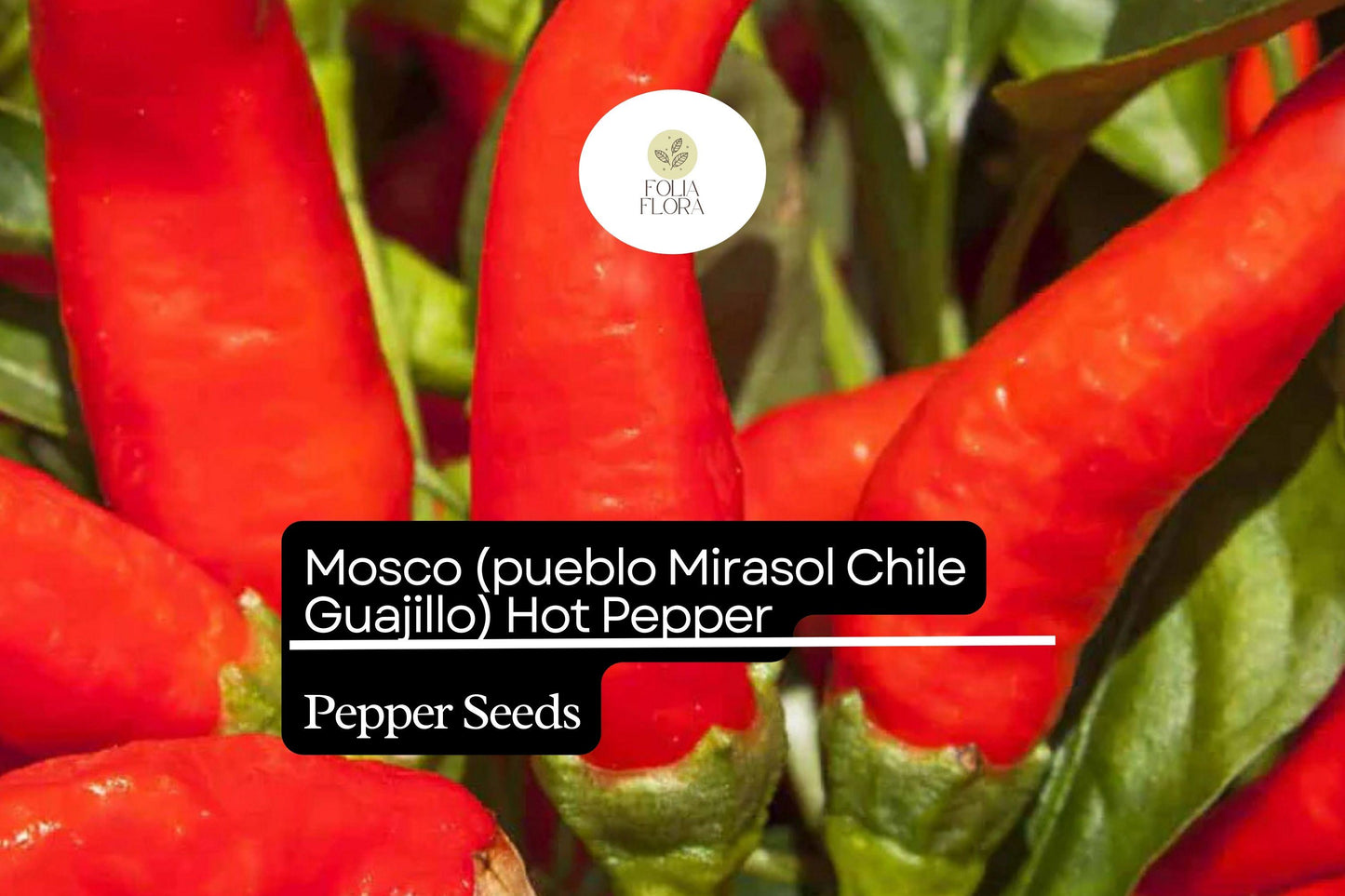 250mg Mosco Pueblo Mirasol Chile Guajillo Hot Pepper Seeds Capsicum annuum | Bold Flavor, High Yield, Non-GMO for Salsas & Drying