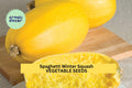 3pcs of 1g Spaghetti Squash Seeds – Winter Squash Variety, Low Carb Pasta Alternative, Easy to Grow, Nutritious Harvest Seeds for Planting