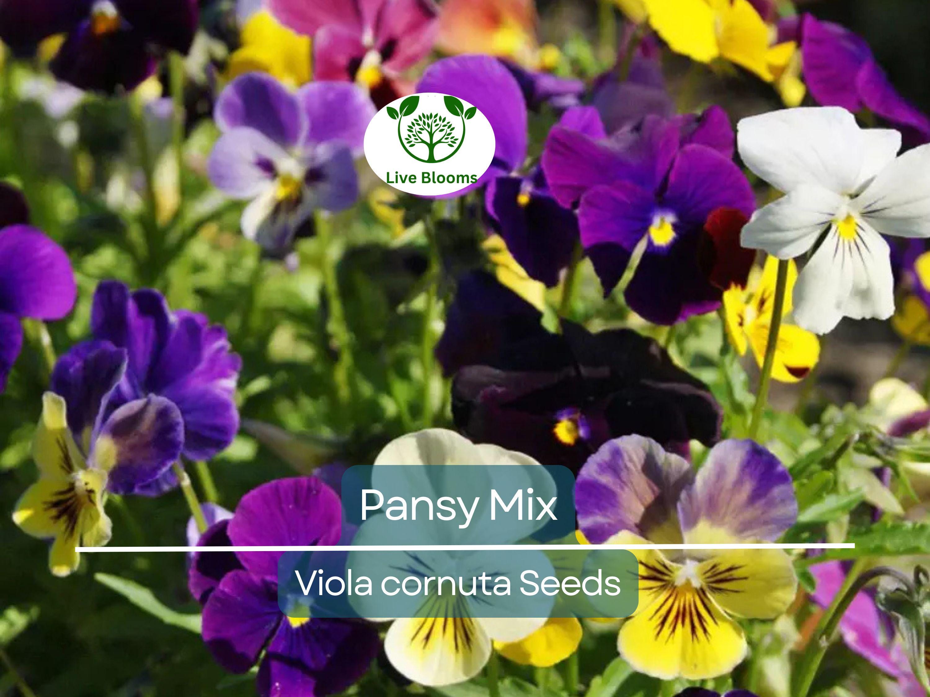 200 Seeds Pansy Mix Heirloom, Viola Flowers, Non-GMO, Edible, Groundcover, Attracts Pollinators, Vibrant Garden Blooms, Easy to Grow