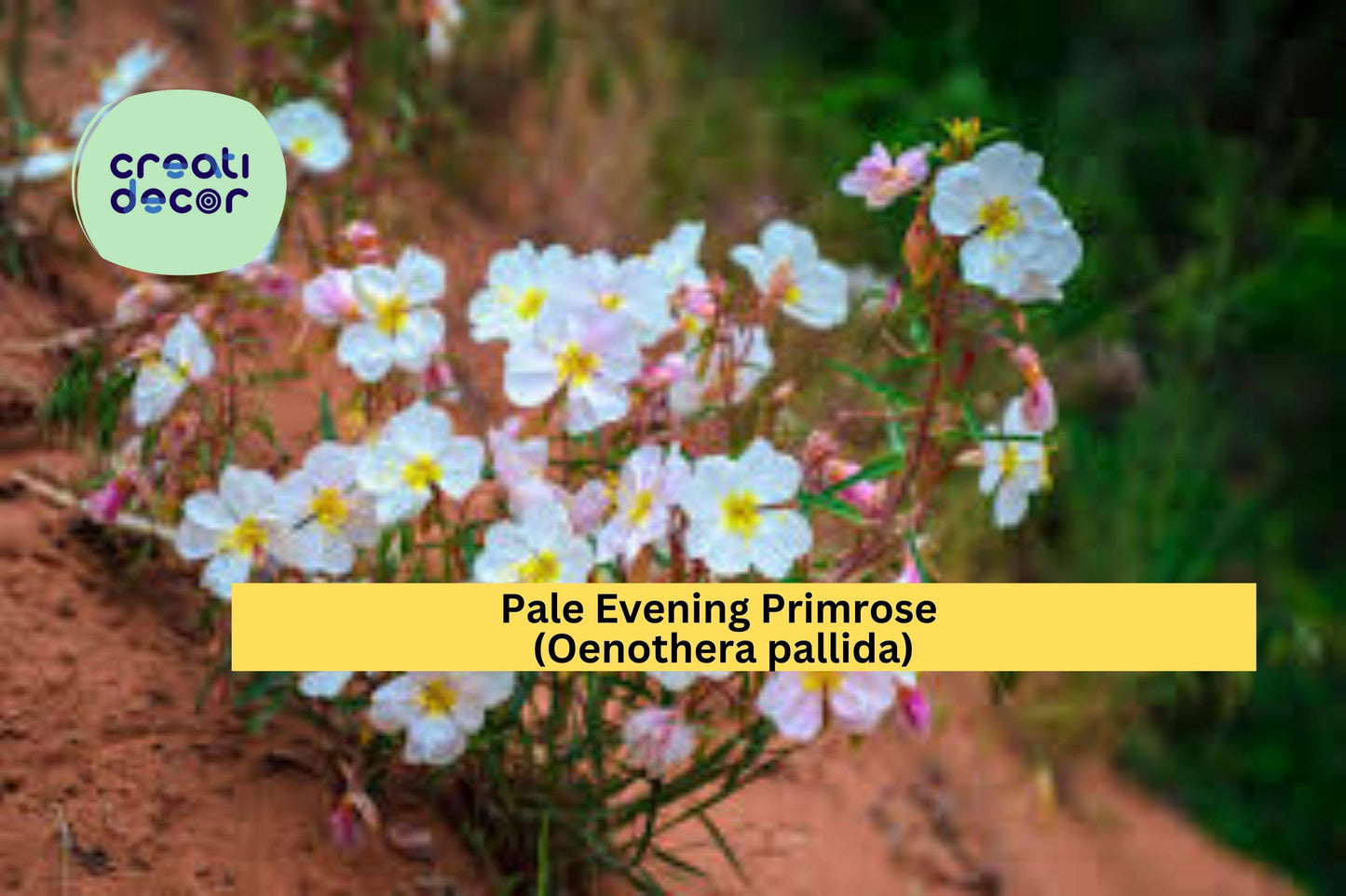 Pale Evening Primrose Seeds (Oenothera pallida) – 100 Native Wildflower Seeds | White Blooms | Drought-Tolerant | Night Bloomer