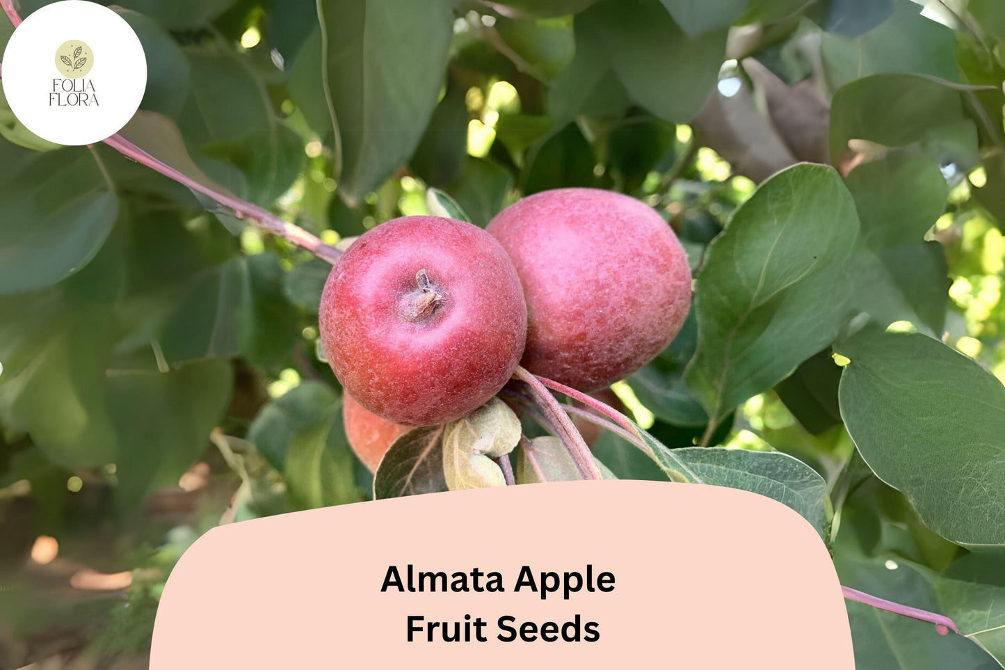 25+ Almata Apple Seeds | Rare Red-Flesh Apple | Malus domestica | Unique Tart Flavor | Fruit Tree Seeds for Garden Planting
