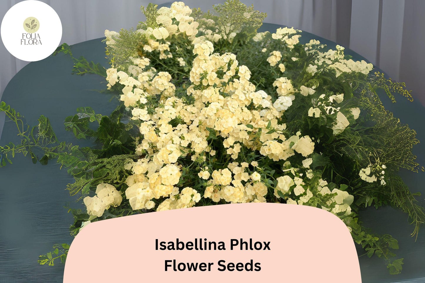 100+ Isabellina Phlox Seeds – Creamy Yellow Garden Flowers, Phlox drummondii