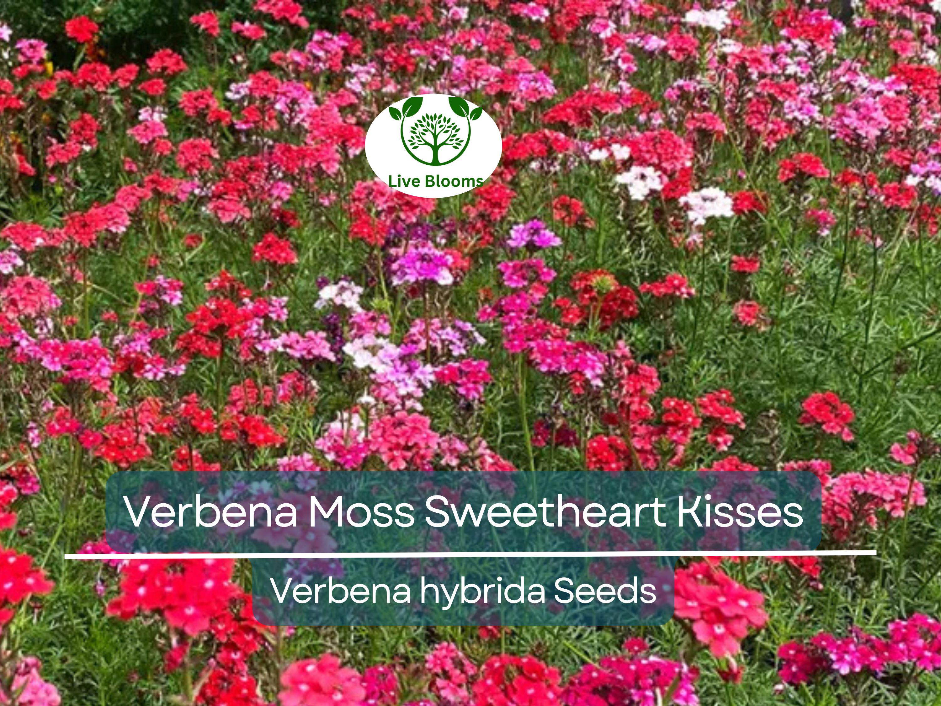 100 Seeds Verbena Moss Sweetheart Kisses (Verbena hybrida) Perennial Flowers for Butterflies & Bees, Vibrant Garden Blooms