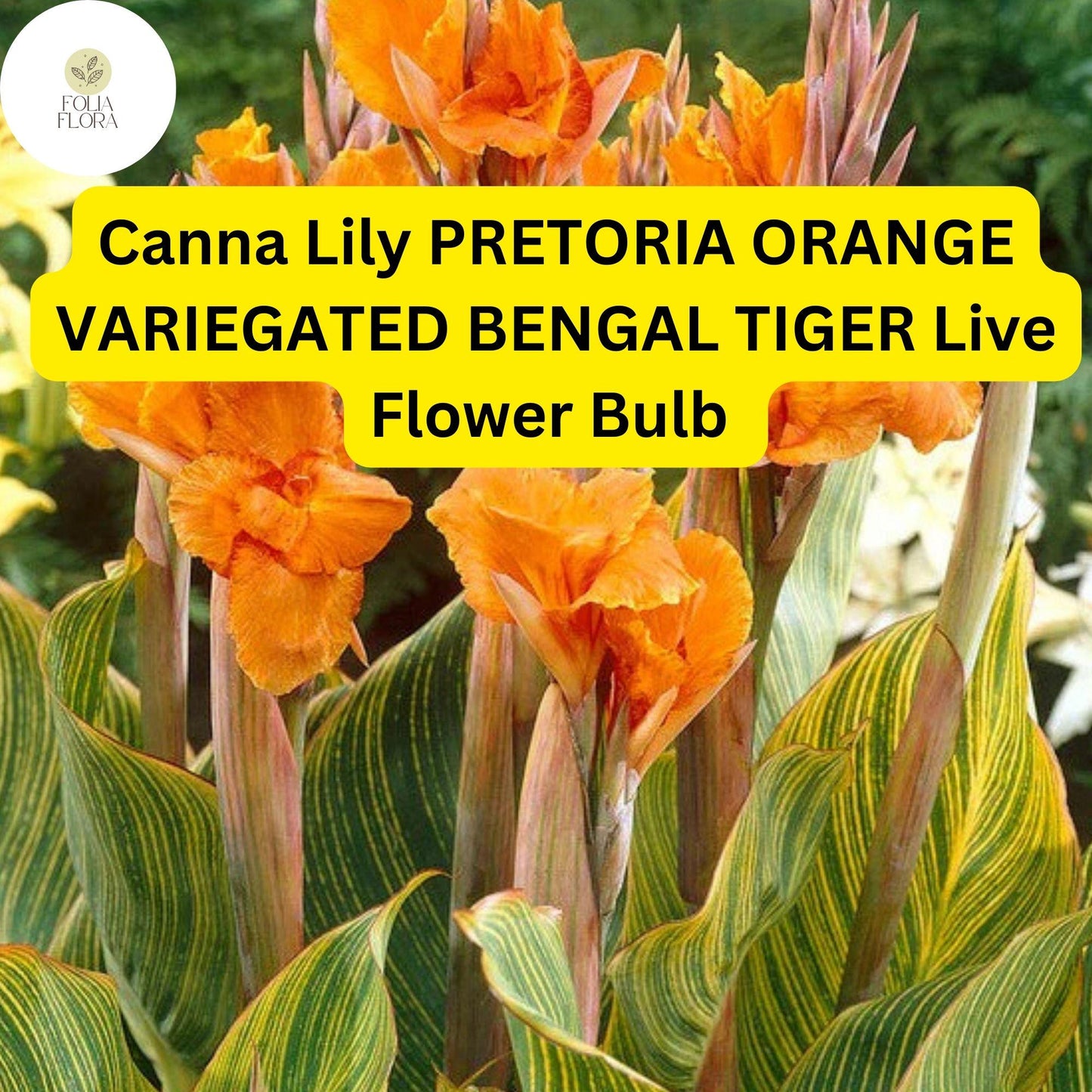 Canna Lily Pretoria Bengal Tiger | 1 Live Bulb | Orange Variegated Tropical Flower, Tall, Lush Foliage, Perennial, Pollinator-Friendly