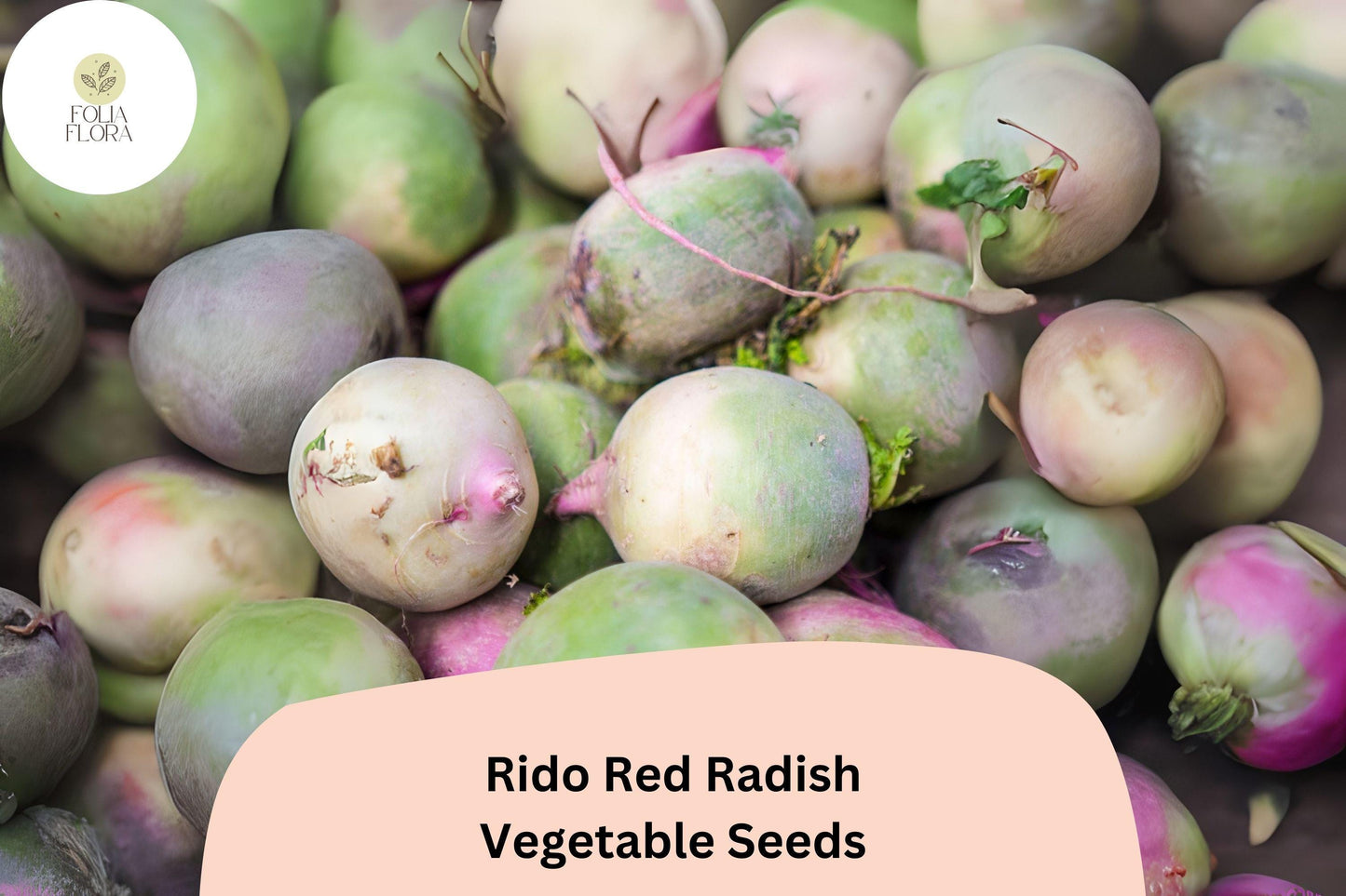 500+ Rido Red Radish Seeds – Heirloom Round Red Radish for Garden Planting