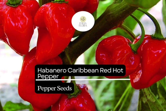 25 Caribbean Red Habanero Pepper Seeds – Capsicum chinense – Extra Hot & Fruity, High-Yielding
