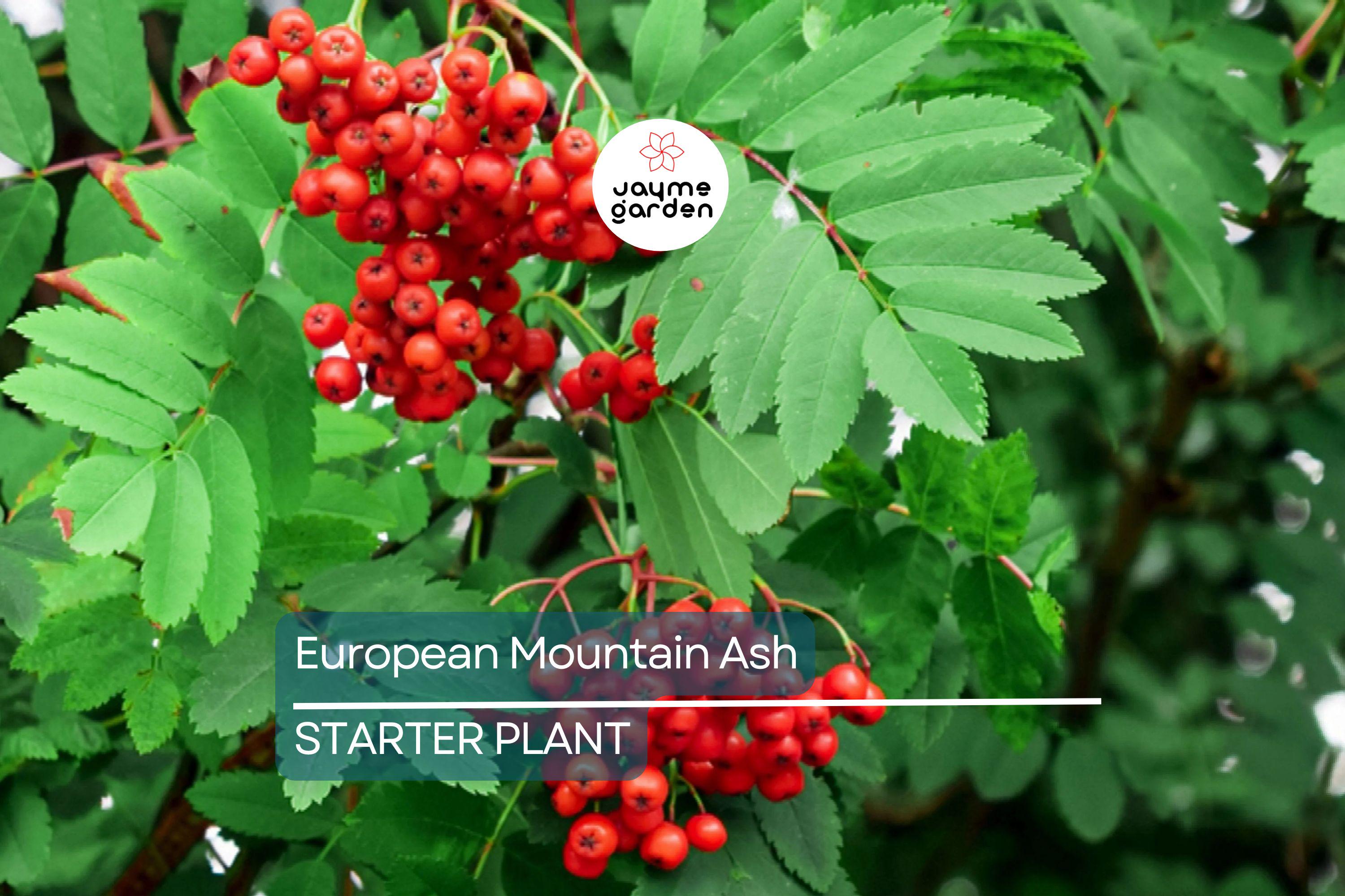 European Mountain Ash Tree | Sorbus aucuparia | 2-3 Ft Live Bare Root Plant | Ornamental Shade Tree | Zones 2-9