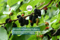 Illinois Everbearing Mulberry Live Plant (3–15" Tall) - Fast Fruiting, Pesticide-Free Starter Tree Grown from Fruiting Cuttings