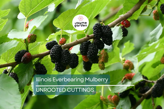 Illinois Everbearing Mulberry Live Plant (3–15" Tall) - Fast Fruiting, Pesticide-Free Starter Tree Grown from Fruiting Cuttings