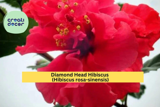 Diamond Head Hibiscus Starter Plant – Hibiscus rosa-sinensis – Small Rooted Tropical Flower Plant for Garden or Patio Pots