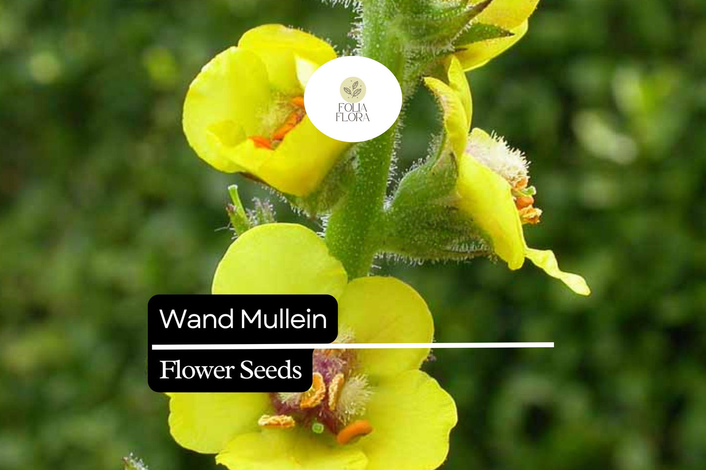 Wand Mullein Seeds (Verbascum virgatum) | 25 Seeds | Tall Biennial with Yellow Flower Spikes | Pollinator-Friendly