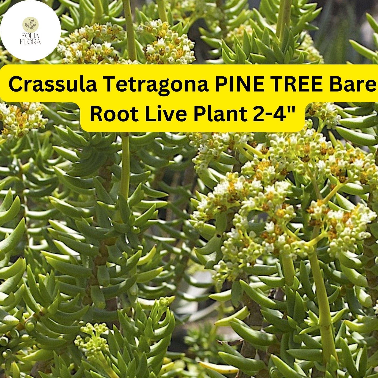 Crassula Tetragona ‘Pine Tree’ | 1 Live 2-4" Bare Root Succulent | Mini Pine-Like Growth, Drought-Tolerant, Easy-Care Houseplant