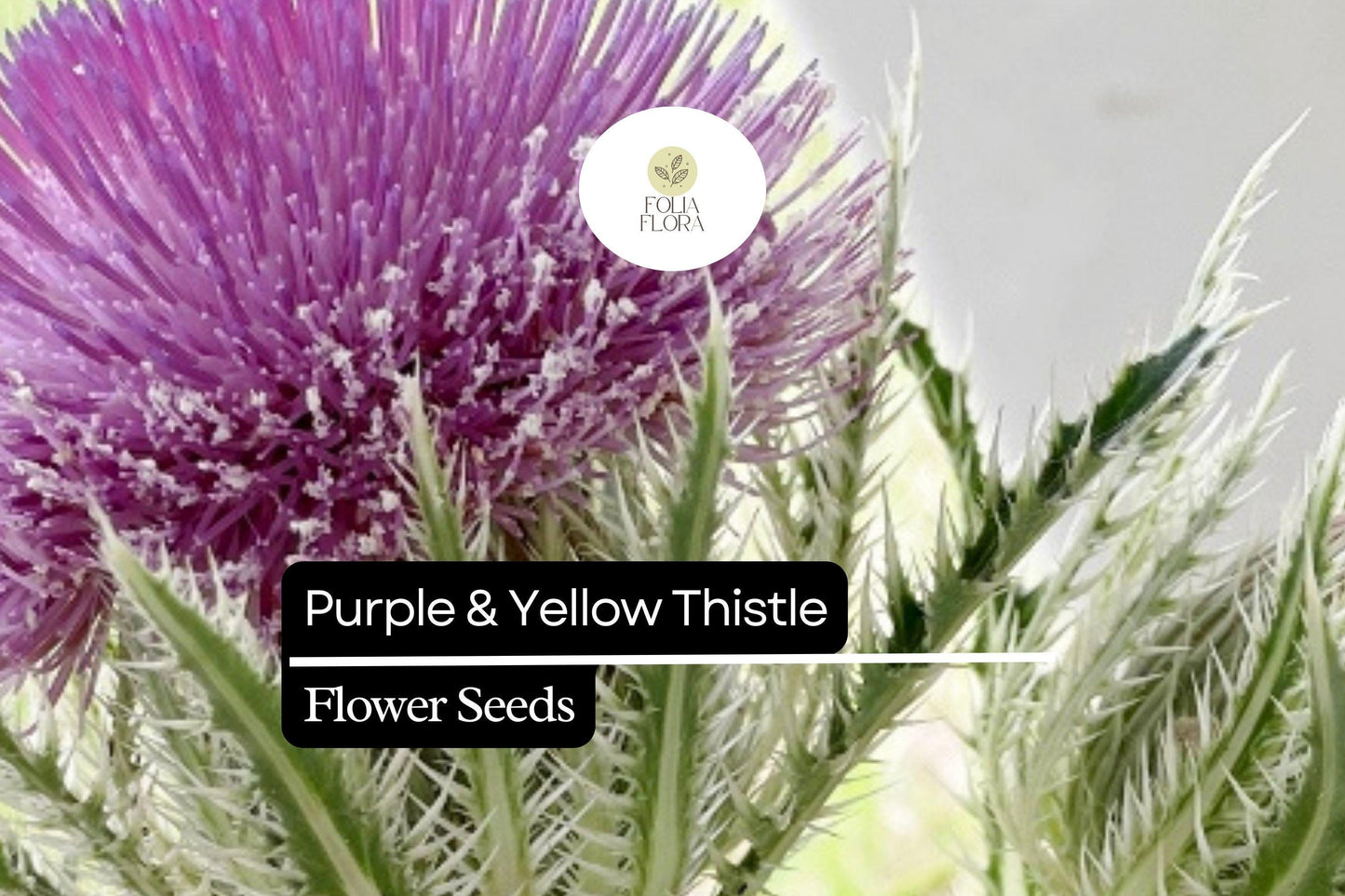 Purple & Yellow Thistle | 25 Seeds | Cirsium horridulum | Hardy Native Wildflower for Pollinators and Natural Landscapes