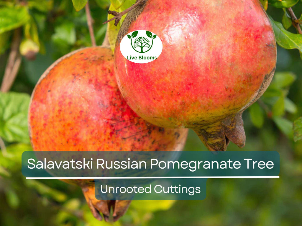 3 Salavatski Russian Pomegranate Tree Unrooted Cuttings (Punica granatum) 10 inches – Hardy, Cold-Tolerant Variety