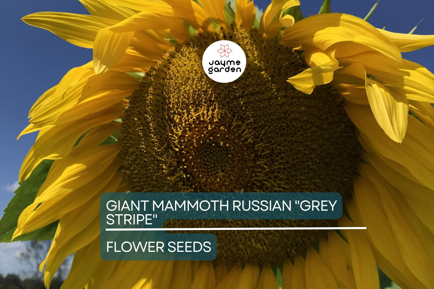 10 Giant Mammoth Russian "Grey Stripe" Sunflower Seeds – Heirloom, Hardy, 10" Flowers, 8-12 ft Tall, USDA Zones 2-11, Pollinator Friendly