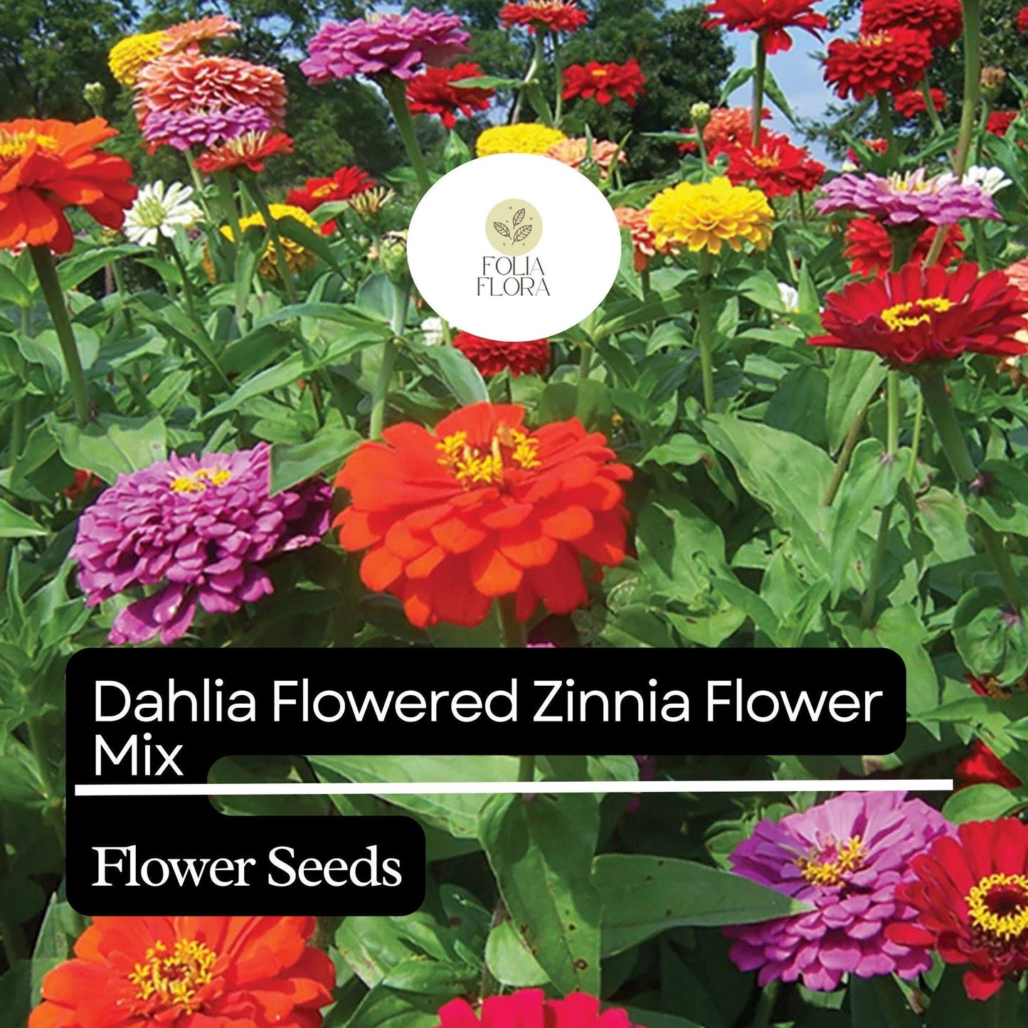 100 Dahlia Flowered Zinnia Seeds – Zinnia elegans – Large, Vibrant Blooms, Pollinator-Friendly, Easy to Grow