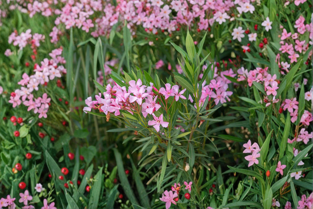Oleander – Nerium oleander | 75 Seeds | Evergreen Flowering Shrub | Drought-Tolerant Ornamental Plant