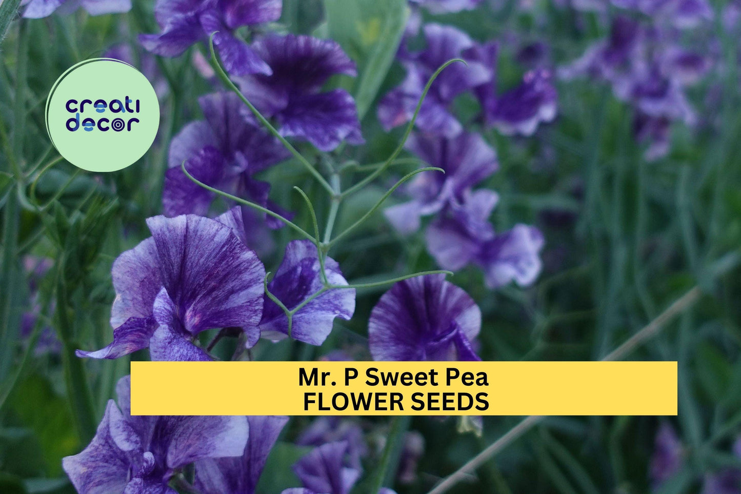 50+ Mr. P Sweet Pea Seeds – Deep Magenta Fragrant Blooms for Garden Planting, Climbing Vines for Trellises & Bouquets – USA