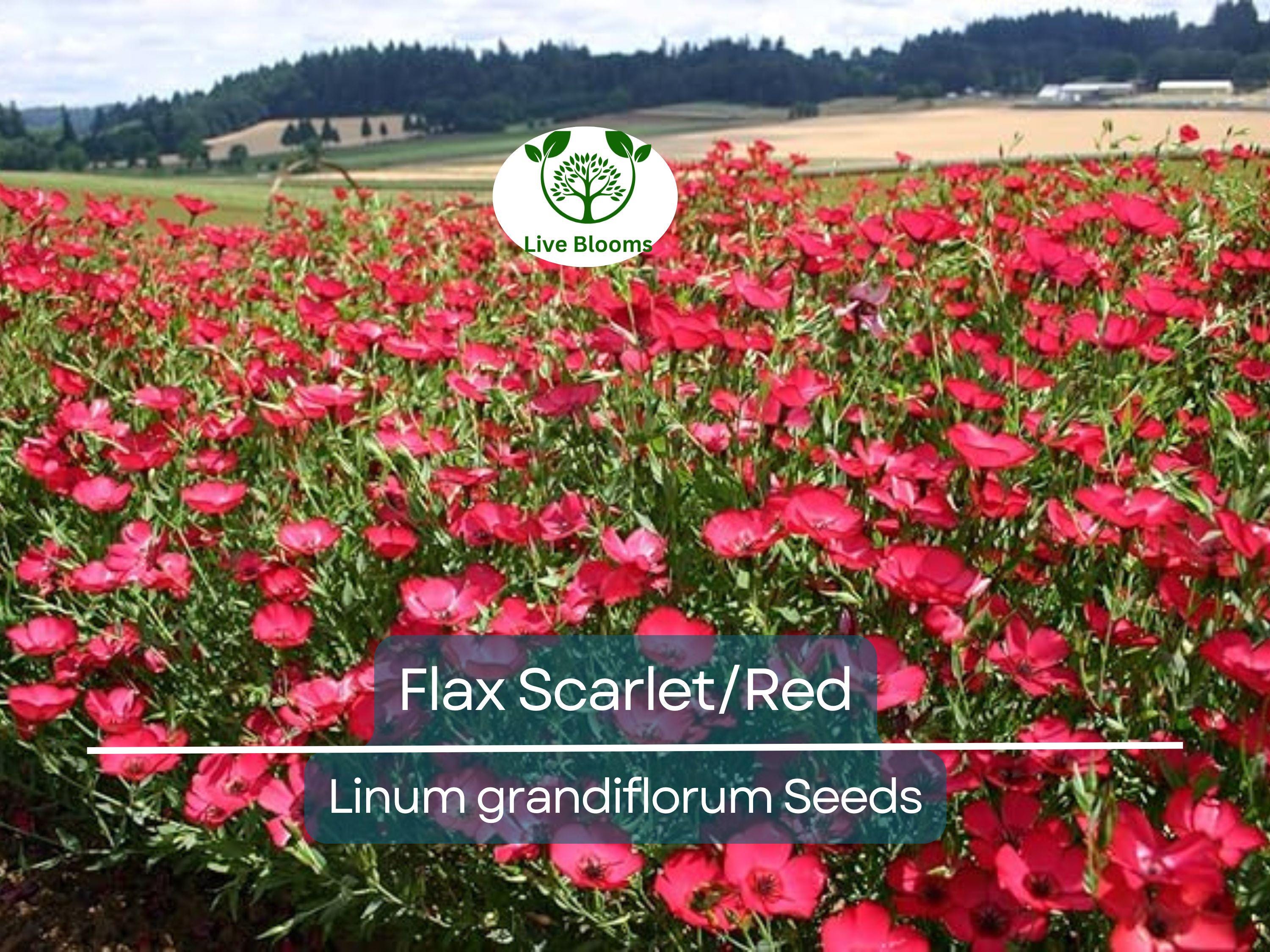500 Seeds Flax Scarlet/Red Wildflower, Non-GMO, Annual, Pollinator-Friendly, Partial Shade, Linum grandiflorum