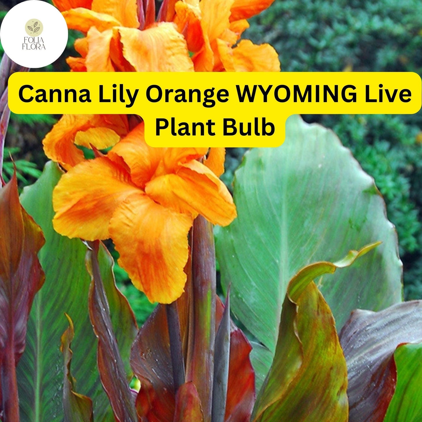 Canna Lily Orange Wyoming | 1 Live Bulb | Tall Flowering Plant with Purple Burgundy Leaves | Tropical, Fast-Growing, Perennial