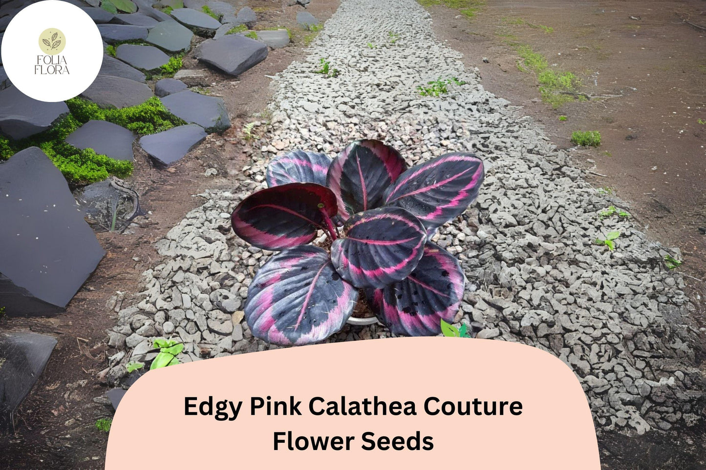 25+ Edgy Pink Calathea Seeds | Exotic Tropical Houseplant | Indoor Decorative Foliage Plant | Rare Pink Leaf Plant