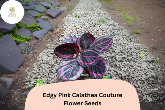 25+ Edgy Pink Calathea Seeds | Exotic Tropical Houseplant | Indoor Decorative Foliage Plant | Rare Pink Leaf Plant