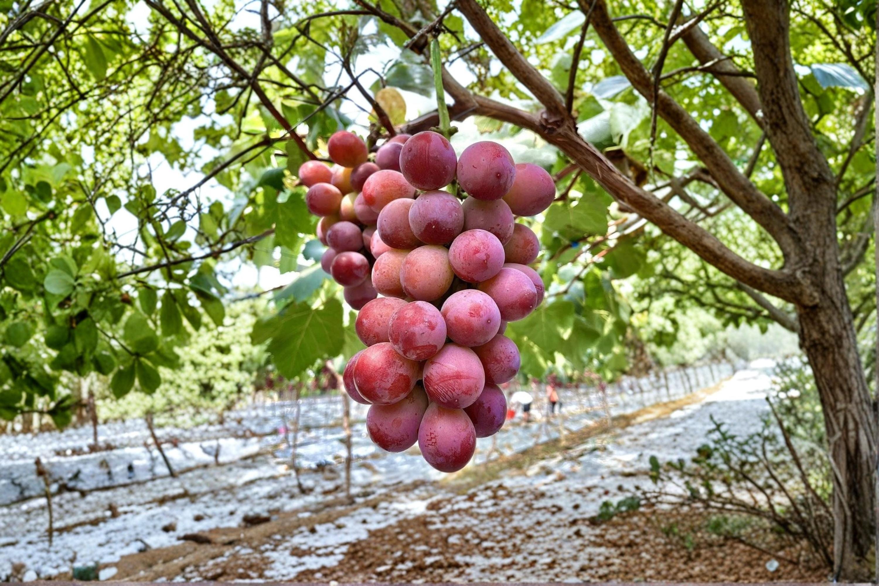 Queen Nina Grape 5 Cuttings 6-8" (Vitis vinifera Queen Nina) Unrooted Grape Vine Cuttings