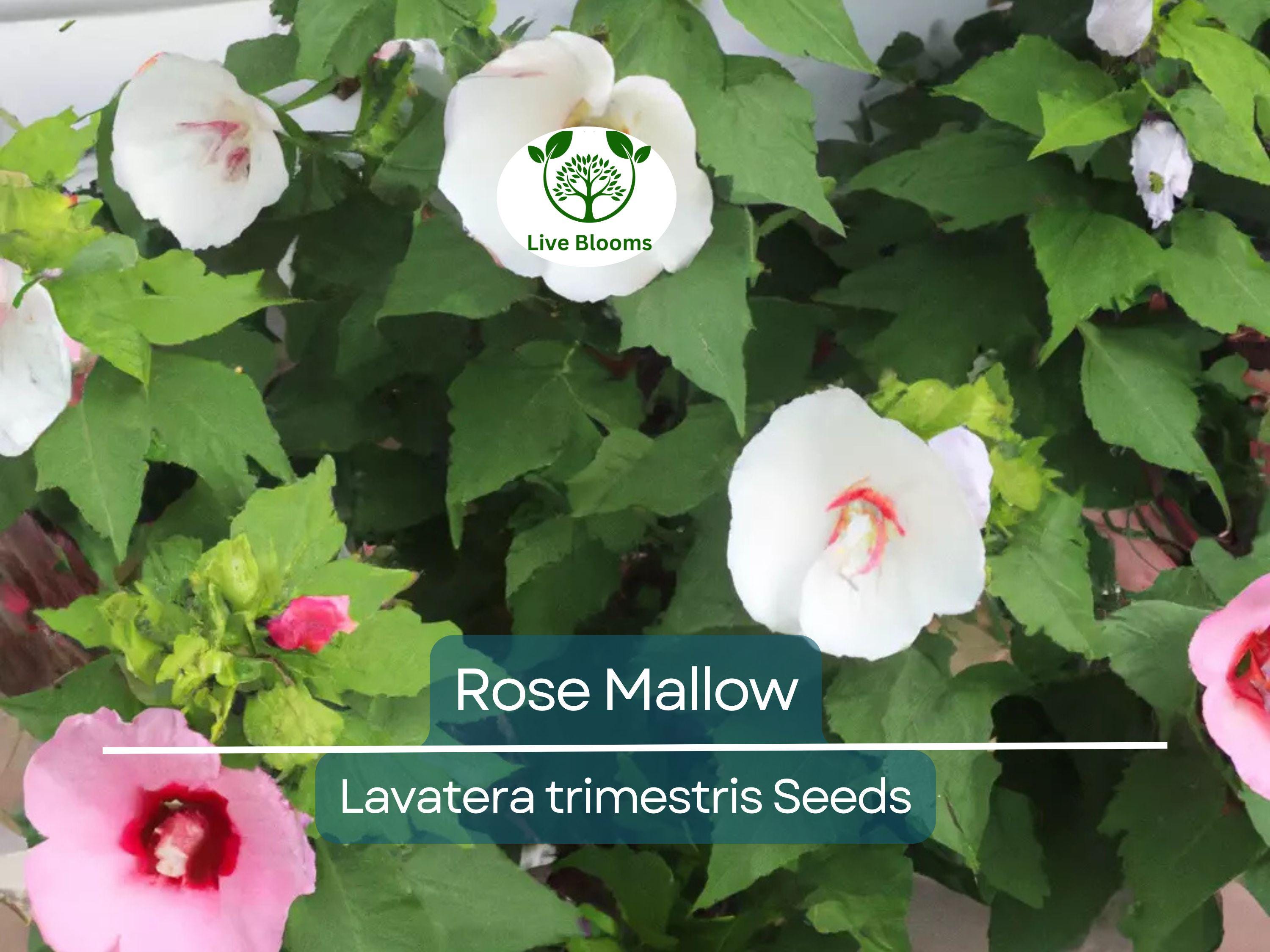 500 Rose Mallow Seed Mixed Colors - Lavatera trimestris, Bulk Flower Seeds, Vibrant Garden Blooms, Annual, Easy-to-Grow, Pollinator-Friendly