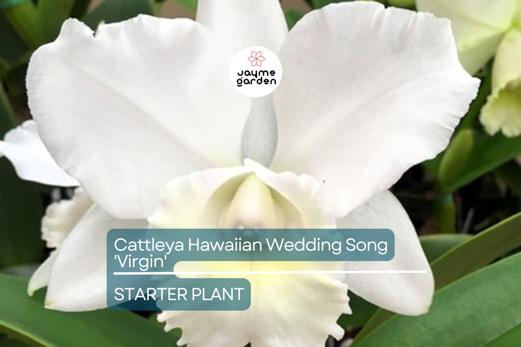 Cattleya Hawaiian Wedding Song 'Virgin' Orchid | Live Small Starter Plant | White Fall Blooms | Tropical Indoor/Outdoor