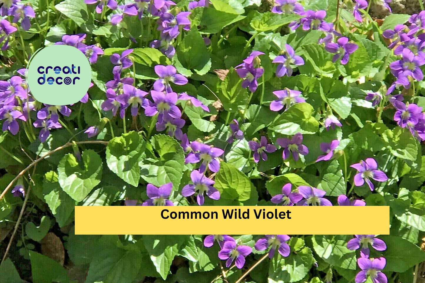 25 Live Starter Plants - Purple Violets , Bare Root Perennial Flowers for Garden Beds, Borders, and Ground Cover with Seasonal Blooms