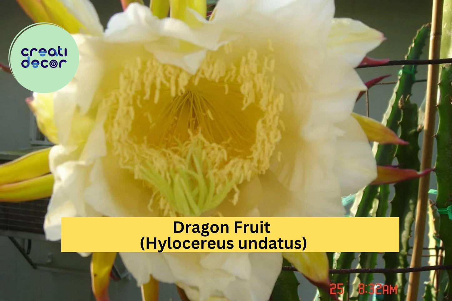 Dragon Fruit Plant – Hylocereus undatus – Live 4" Potted White Pulp Pitaya Cactus, Fast-Growing Tropical Fruit Plant