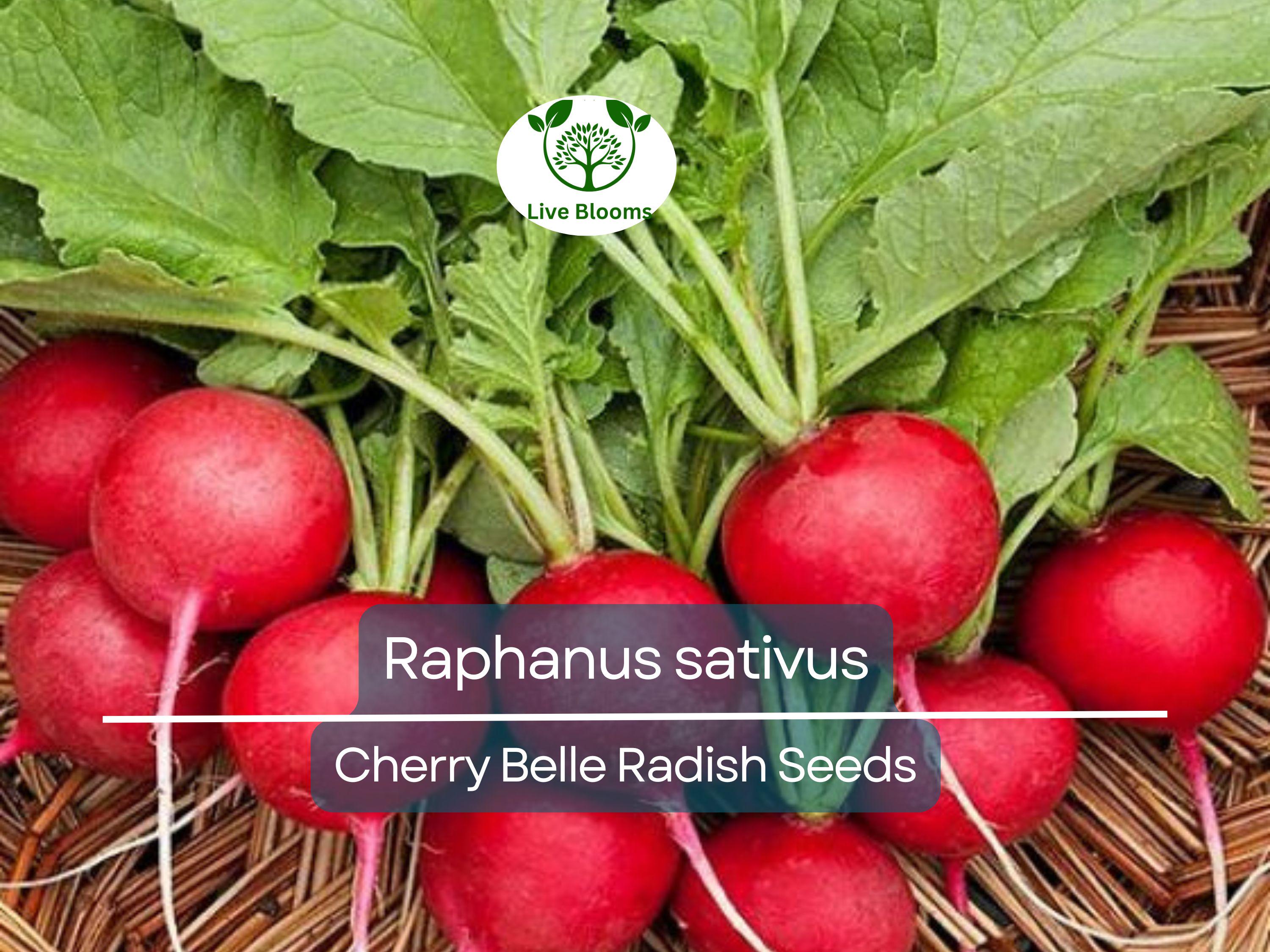80 Seeds Radish Cherry Belle – Raphanus sativus | Fast-Growing Heirloom Radish Seeds for Planting, Gardening & Crisp Red Harvests