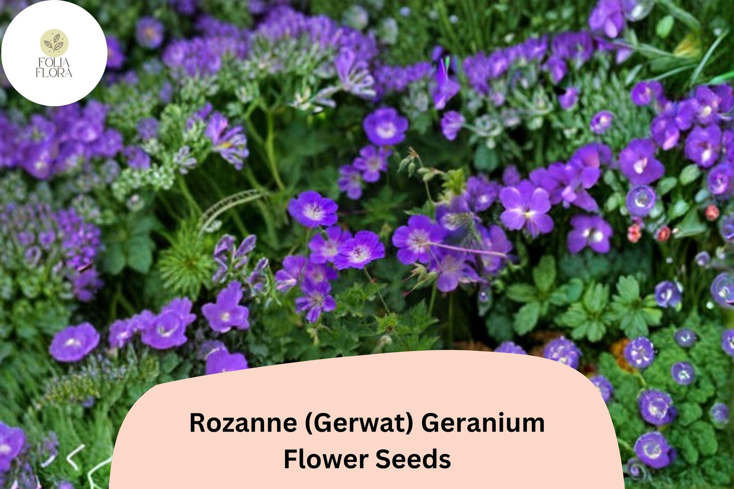25+ Rozanne (Gerwat) Geranium Seeds | Purple Cranesbill | Hardy Perennial Geranium Seeds for Garden Borders & Containers