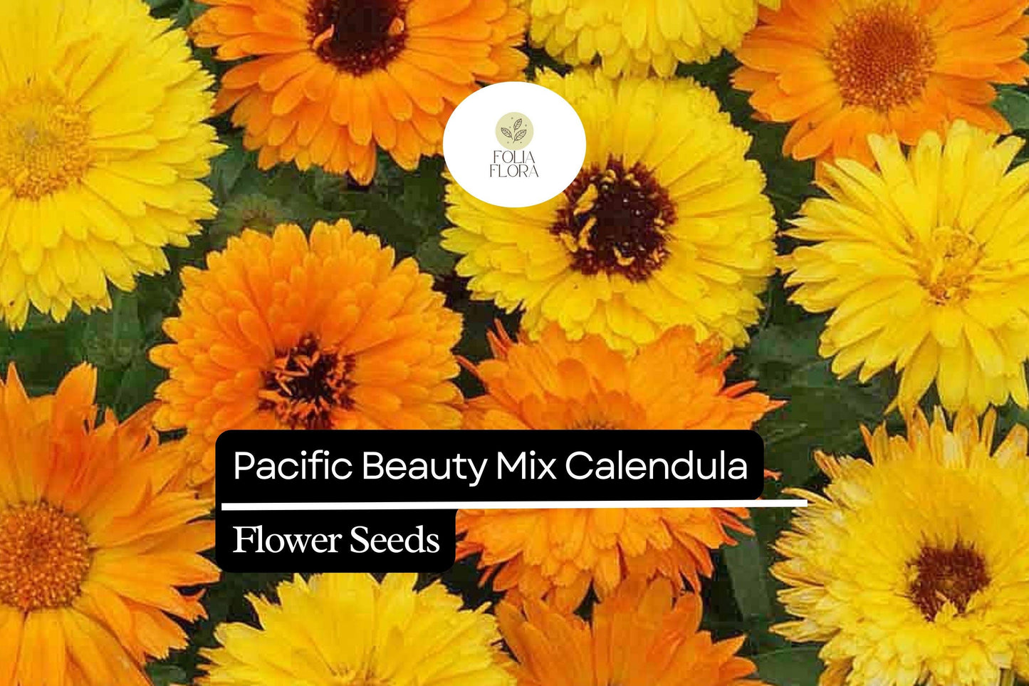 Pacific Beauty Mix Calendula (Calendula officinalis) | 50-1000 Seeds – Bright, Vibrant Blooms for Gardens