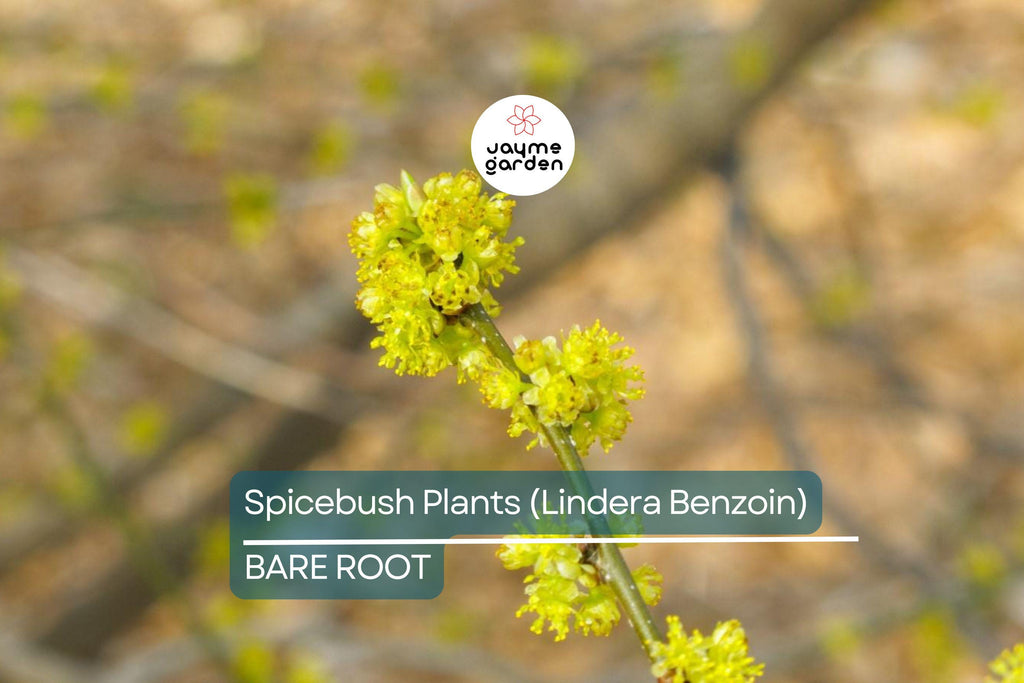 2 Spicebush Plants (Lindera Benzoin) – 12" Bare Root Shrubs, Wildlife-Friendly, Fragrant, Zones 4-9