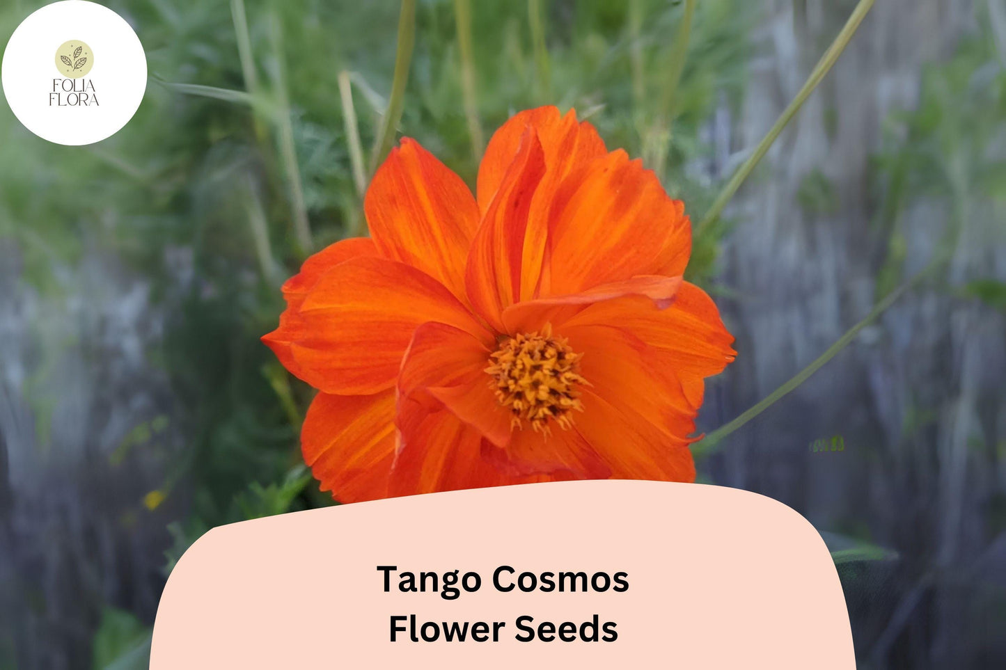 200+ Tango Cosmos Seeds | Cosmos sulphureus Fiery Orange Blooms | Hardy Annual Flower Seeds for Garden