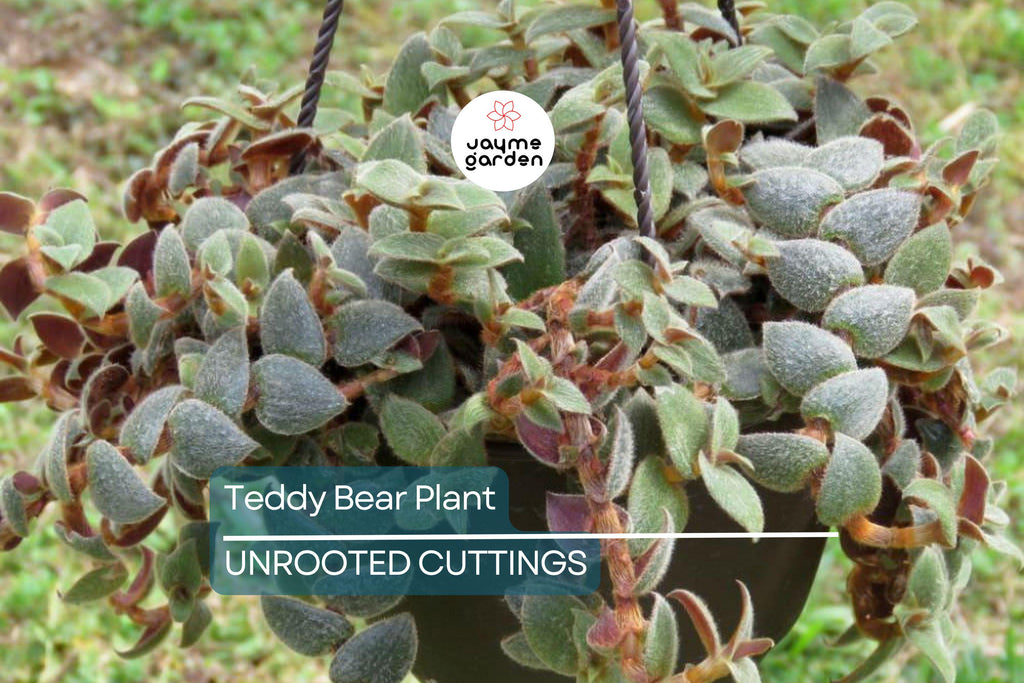 Teddy Bear Plant Cuttings - 4+ Healthy Cuttings for Propagation, Easy to Grow