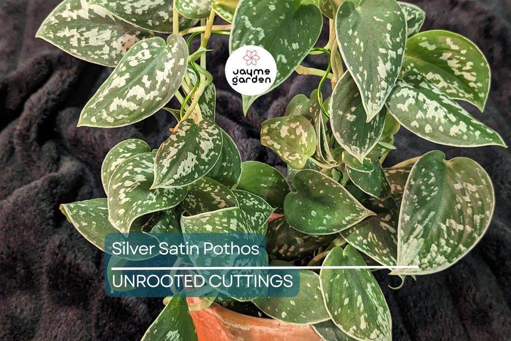 Silver Satin Pothos Cutting | Scindapsus Pictus Houseplant | 2-Node Fresh Cutting for Easy Propagation