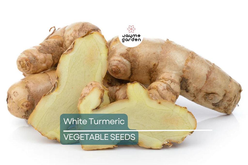 Rare White Turmeric Live Plant - Curcuma Zedoaria, 5"-10" Tall, Flowering Ginger Root, Free Shipping, USA Seller