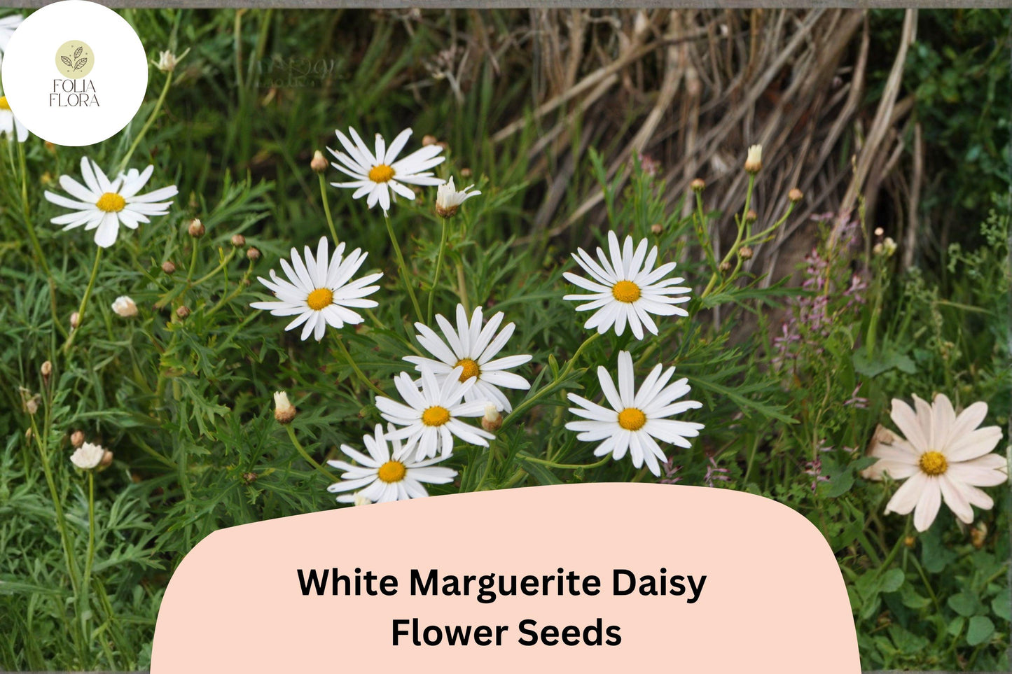 200+ White Marguerite Daisy Seeds | Argyranthemum frutescens | Elegant White Garden Flowers | Pollinator Friendly