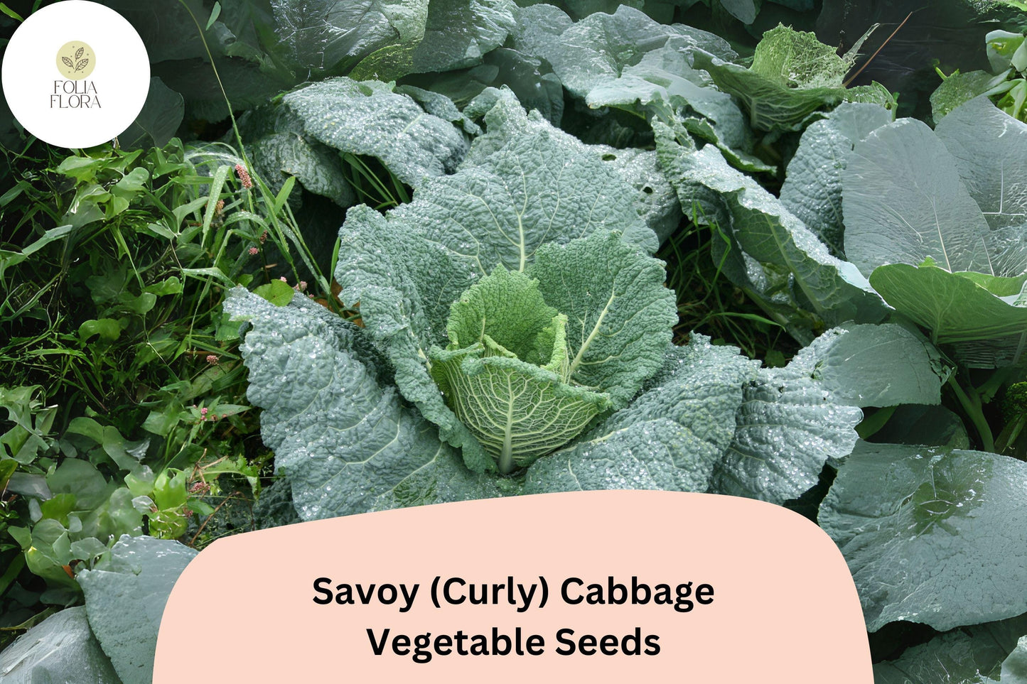 500+ Savoy Cabbage Seeds | Curly-Leaf Heirloom Vegetable | Brassica oleracea | Bulk Seeds for Garden Planting