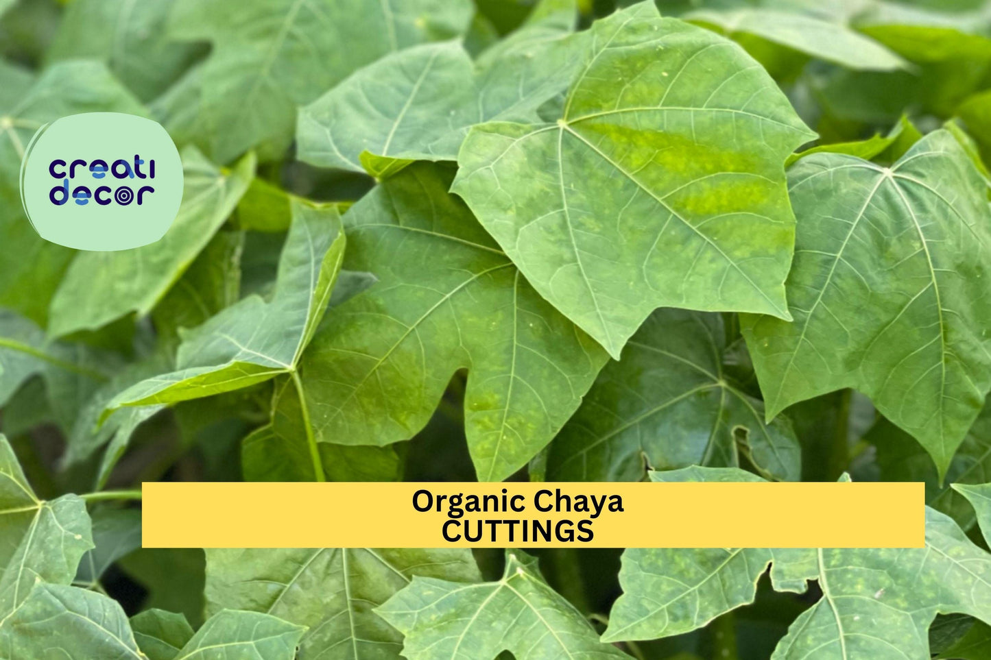 10 Organic Chaya Cuttings | Mexican Tree Spinach Starter | Cnidoscolus Aconitifolius | Fast-Growing Edible Garden Plant