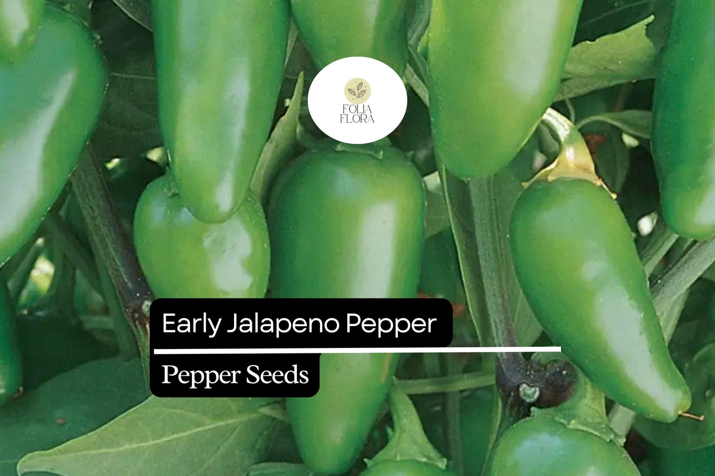 25 Early Jalapeño Pepper Seeds – Capsicum annuum – Heirloom, Spicy Chili, Fast-Maturing, Non-GMO, Perfect for Salsas & Pickling