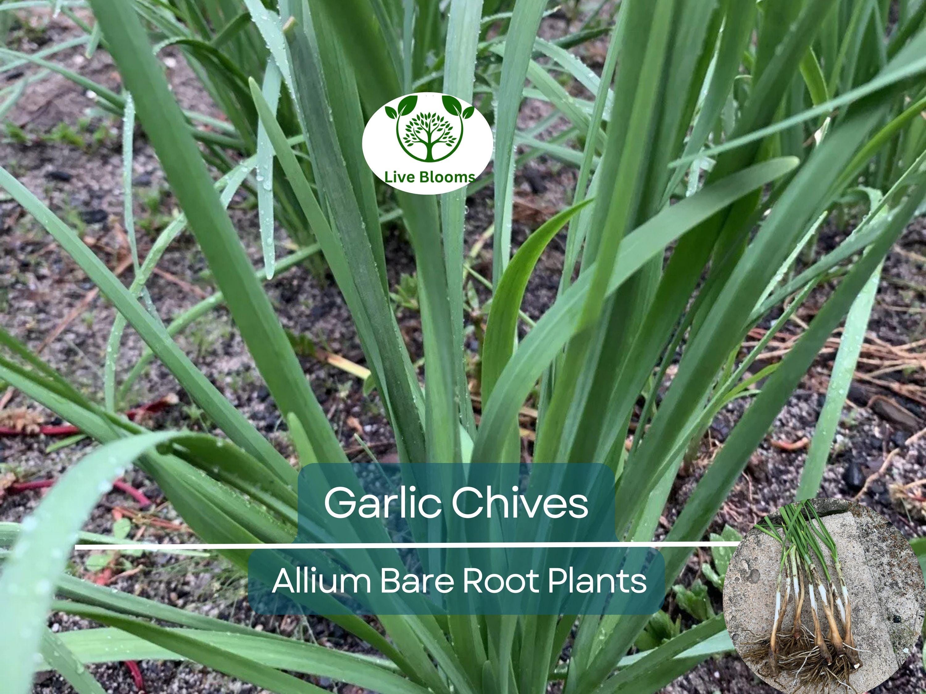 35 Garlic Chives Plants - Live Bare Root Organic Leek - Allium tuberosum, Edible Perennial Herb, Non-GMO, Hardy Garden Starter